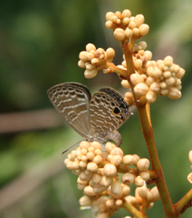 Nacaduba subperusia lysa