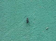 Cylindera labioaenea