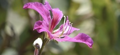 Bauhinia × blakeana