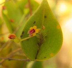 Lepanthes appendiculata
