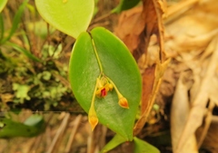 Lepanthes appendiculata