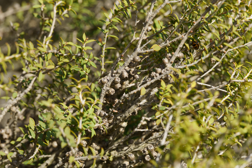 Melaleuca lanceolata, photograph 5