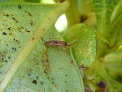 Chinamiris aurantiacus