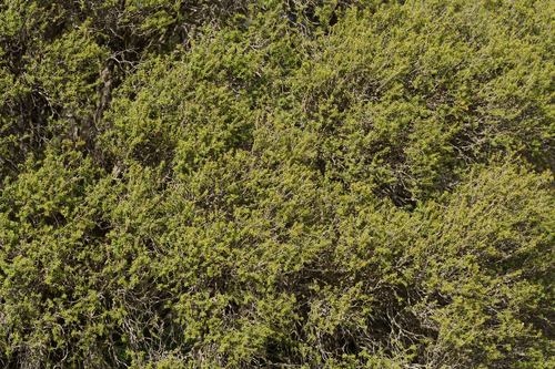 Melaleuca lanceolata, photograph 6