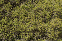 Melaleuca lanceolata, photograph (c) Kym Nicolson, some rights reserved (CC BY)