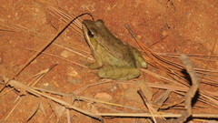 Lithobates maculatus