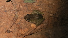 Lithobates maculatus