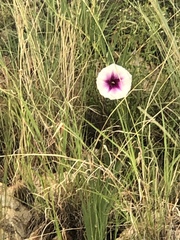 Ipomoea longifolia