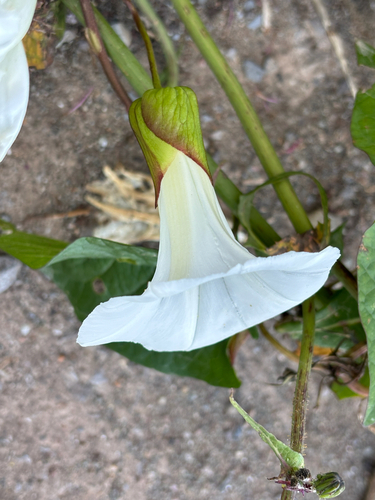 Shortstalk false bindweed (Calystegia silvatica)