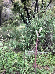 Lonicera subspicata subspicata