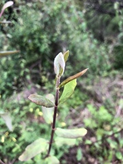 Lonicera subspicata subspicata