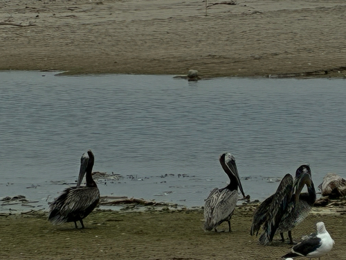 Brown Pelican