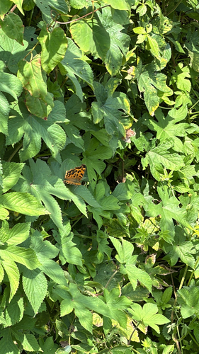 Polygonia c-aureum c-aureum