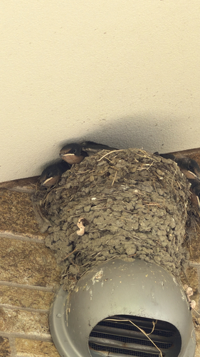 Amur Barn Swallow