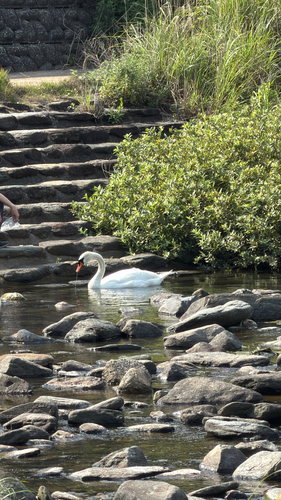 Mute Swan