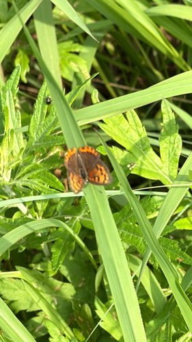 Japanese copper