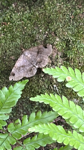 Mecodina cineracea