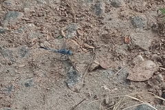 Diplacodes trivialis