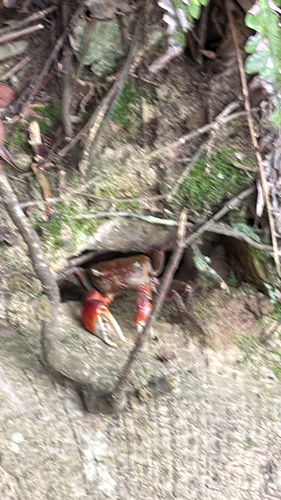 Red-clawed crab