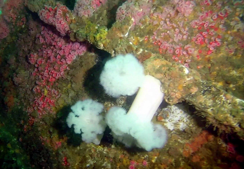 Giant Plumose Anemone, photo 3 of 10