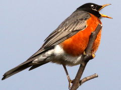 Turdus migratorius