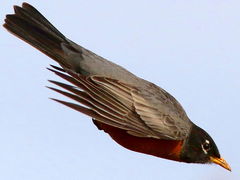 Turdus migratorius
