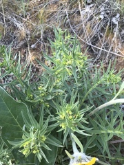 Lithospermum ruderale
