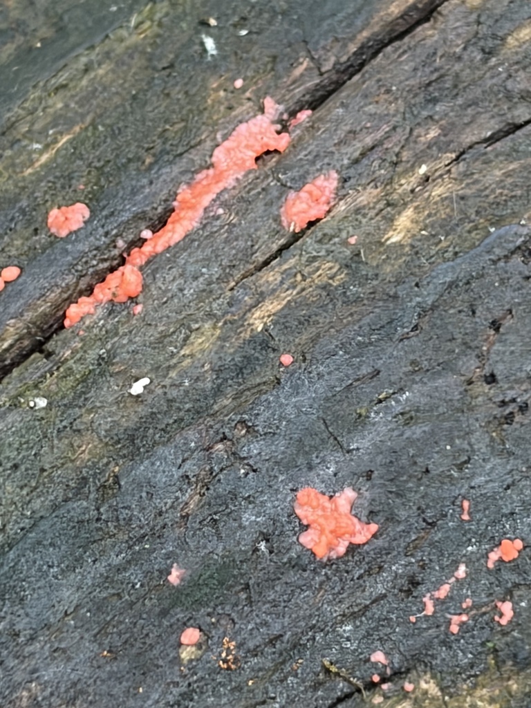 Tulasnella aurantiaca · June 2026 · photo: Photo: (c) Julie Travaglini, some rights reserved (CC BY) · iNaturalist