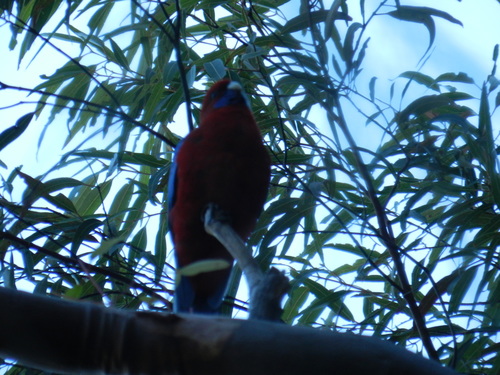 Platycercus elegans