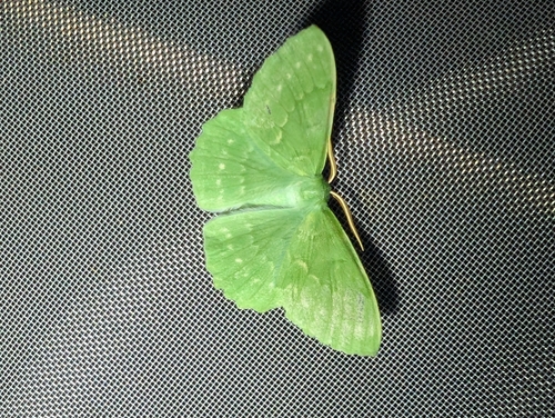 Large Emerald