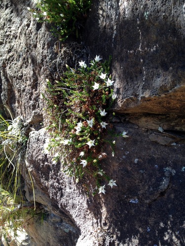 Image of Sprengelia monticola by no rights reserved