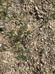Gilia ochroleuca