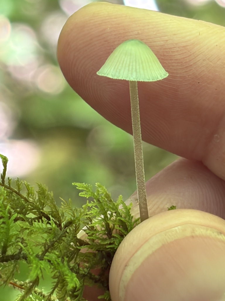 Mycena subcaerulea · June 2026 · photo: Photo: (c) Julie Travaglini, some rights reserved (CC BY) · iNaturalist