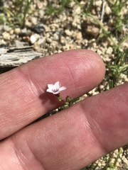 Gilia ochroleuca
