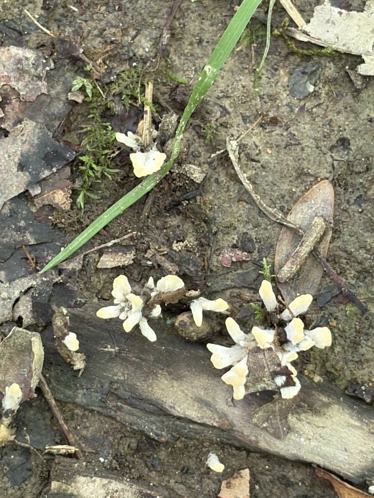 jellied false coral fungus · June 2026 · photo: Photo: (c) Julie Travaglini, some rights reserved (CC BY) · iNaturalist