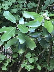 Pittosporaceae