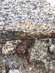 Dudleya abramsii abramsii