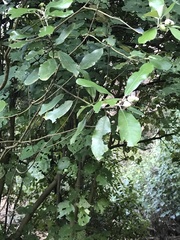 Pittosporaceae