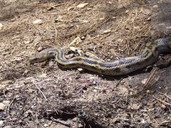 Pituophis lineaticollis