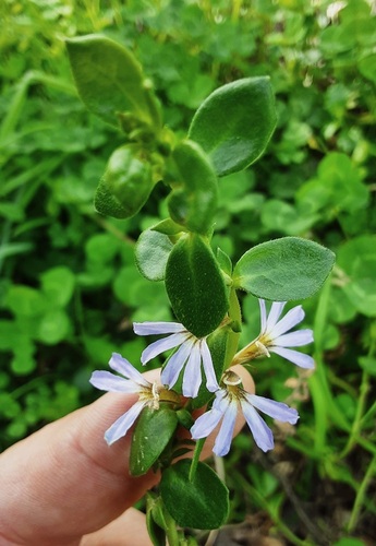 Scaevola hookeri observed 2026-06-05