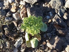 Chorizanthe corrugata