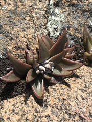 Dudleya abramsii abramsii