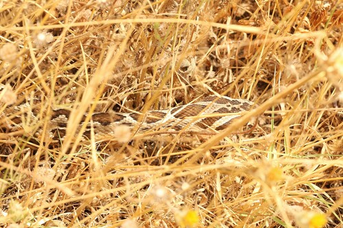 Palestine Viper