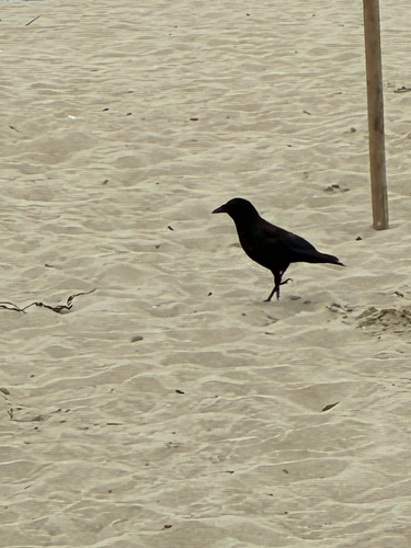 American Crow