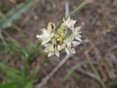 Allium haematochiton