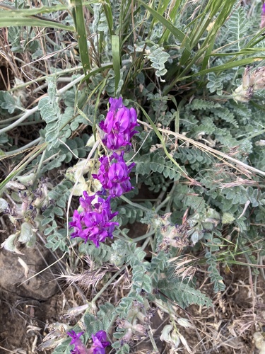 Astragalus inflexus observed 2026-05-24