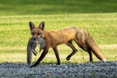 Red Fox photographed in Rhode Island