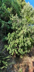 Cornus capitata