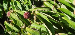 Cornus capitata