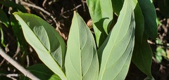 Cornus capitata